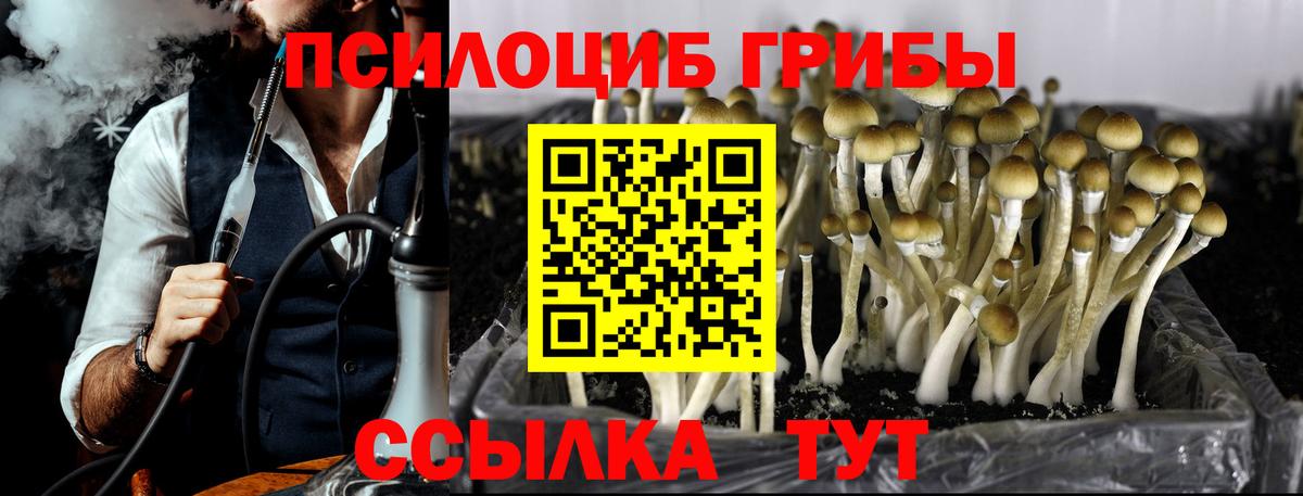 Псилоцибиновые грибы Cubensis Ачхой-Мартан